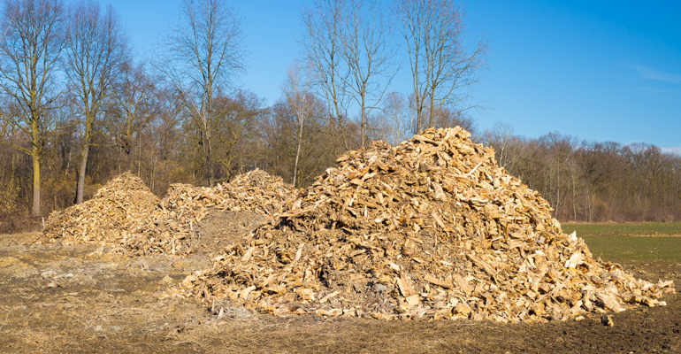 Biomasse forestière